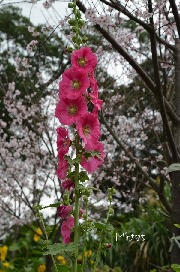 DSC_1606