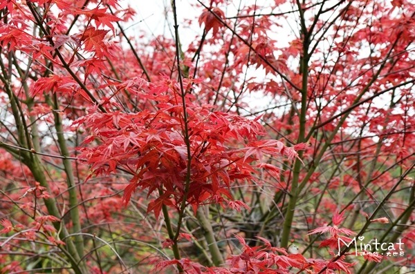 DSC_1654 DSC_1654