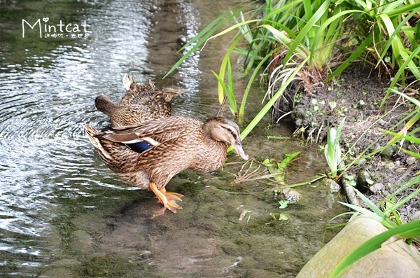 DSC_3118 DSC_3118