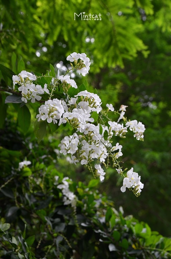 DSC_3130 DSC_3130