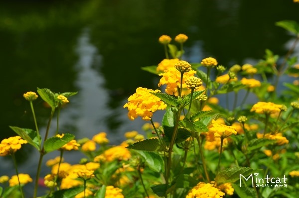 DSC_3184 DSC_3184