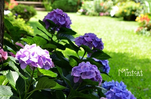 DSC_3194 DSC_3194