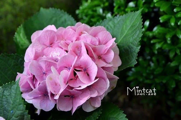 DSC_3206 DSC_3206