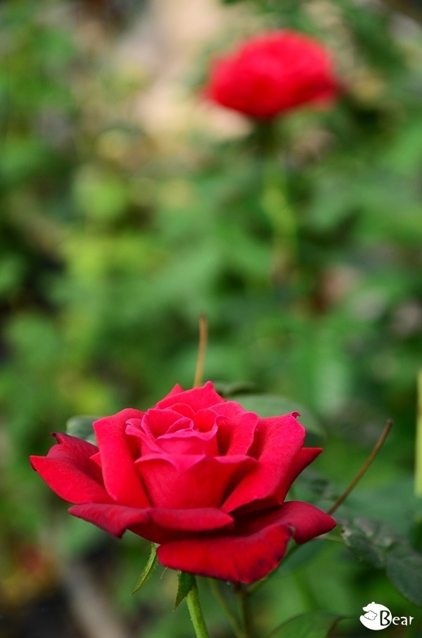 DSC_8697 DSC_8697