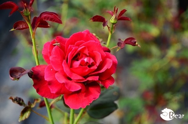 DSC_8698 DSC_8698