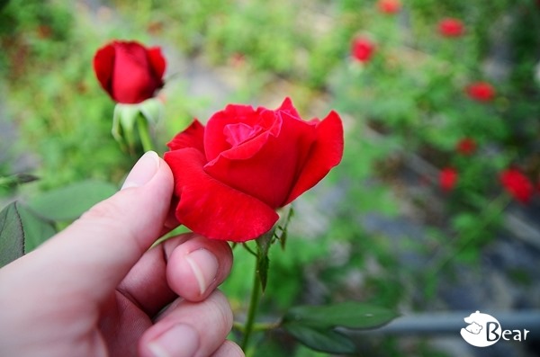 DSC_8699 DSC_8699