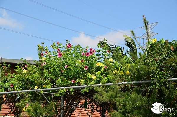 DSC_8950