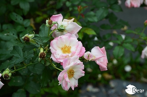 DSC_9503 DSC_9503