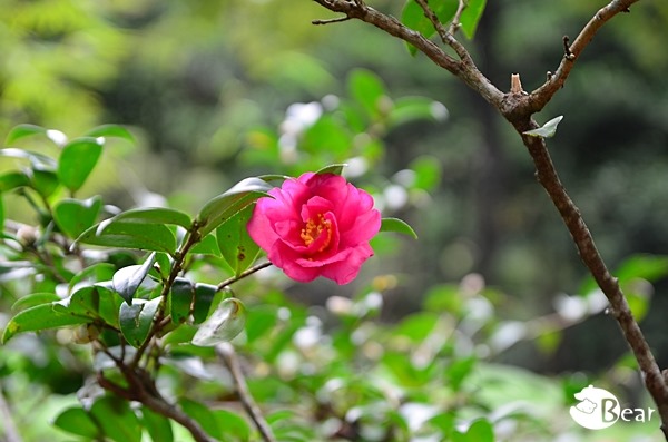 DSC_9547 DSC_9547
