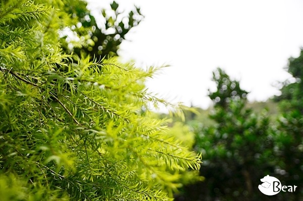 DSC_9552 DSC_9552