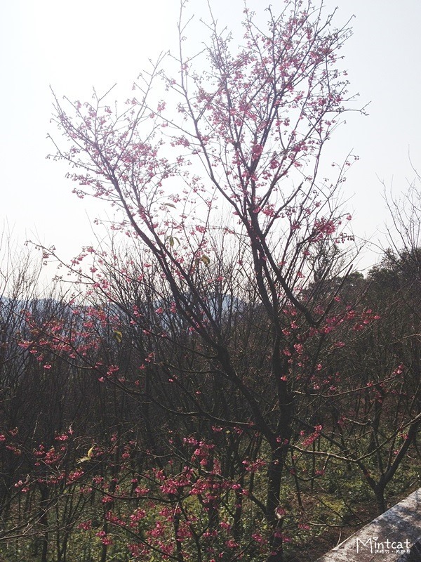 20140107-陽明山櫻花花況 (1) 20140107-陽明山櫻花花況 (1)