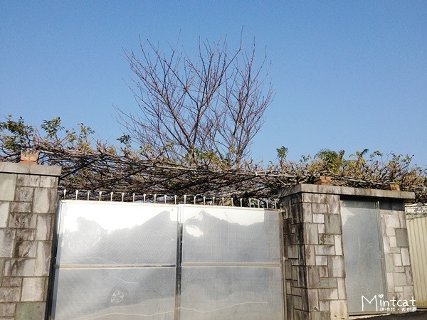 20140107-陽明山櫻花花況 (11) 20140107-陽明山櫻花花況 (11)