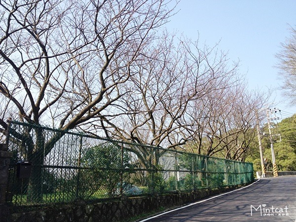 20140107-陽明山櫻花花況 (12) 20140107-陽明山櫻花花況 (12)