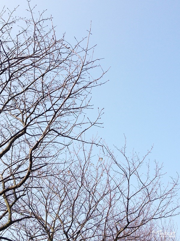 20140107-陽明山櫻花花況 (13) 20140107-陽明山櫻花花況 (13)