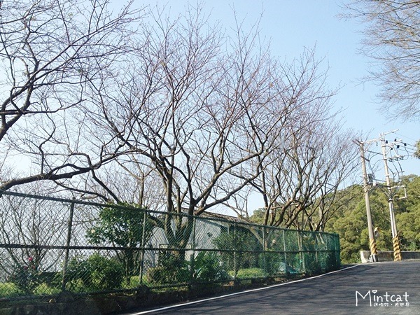 20140107-陽明山櫻花花況 (15) 20140107-陽明山櫻花花況 (15)