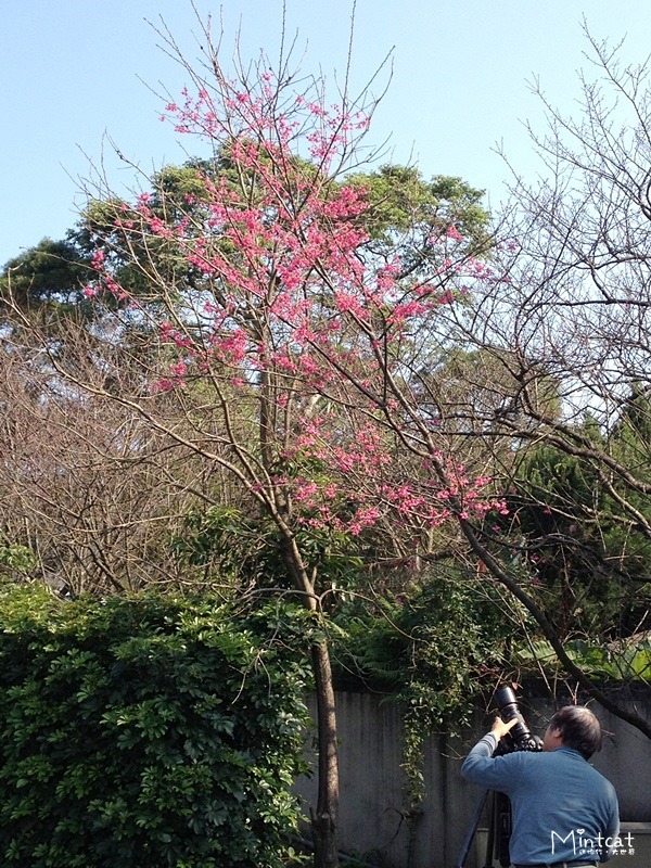 20140107-陽明山櫻花花況 (16) 20140107-陽明山櫻花花況 (16)