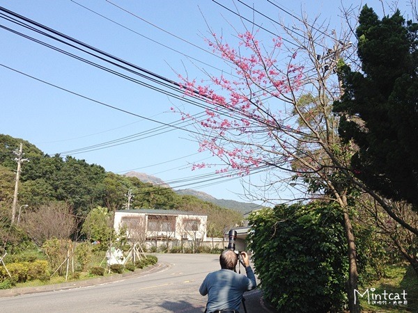20140107-陽明山櫻花花況 (17) 20140107-陽明山櫻花花況 (17)