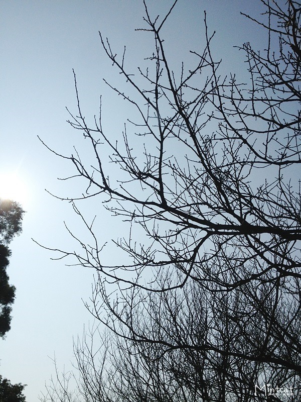 20140107-陽明山櫻花花況 (18) 20140107-陽明山櫻花花況 (18)