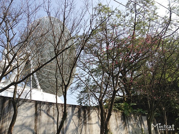 20140107-陽明山櫻花花況 (19) 20140107-陽明山櫻花花況 (19)