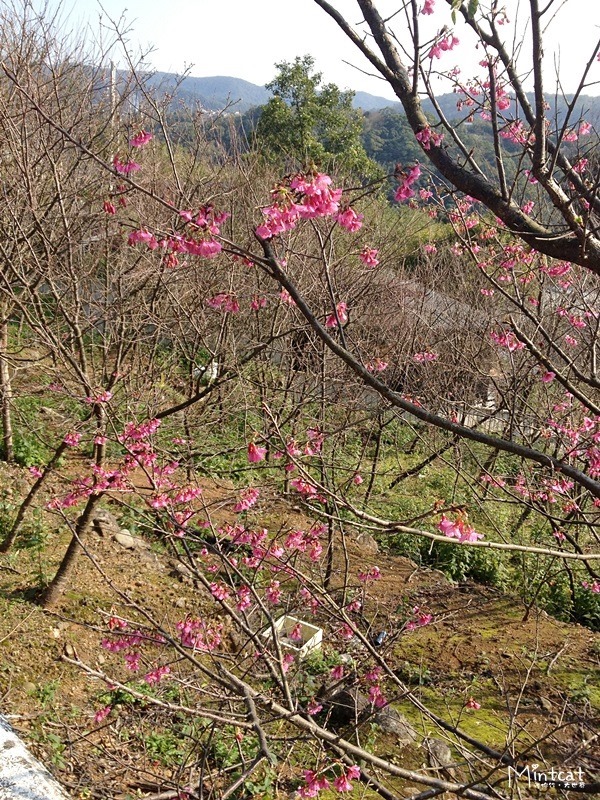 20140107-陽明山櫻花花況 (2) 20140107-陽明山櫻花花況 (2)