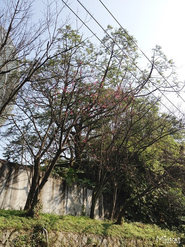 20140107-陽明山櫻花花況 (20) 20140107-陽明山櫻花花況 (20)