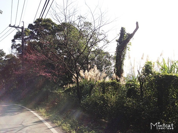 20140107-陽明山櫻花花況 (22) 20140107-陽明山櫻花花況 (22)