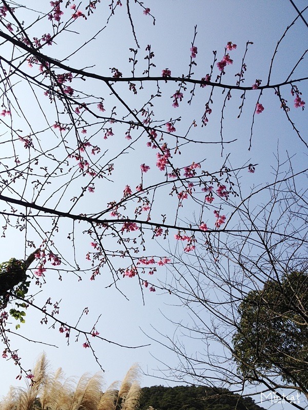 20140107-陽明山櫻花花況 (23) 20140107-陽明山櫻花花況 (23)