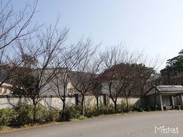 20140107-陽明山櫻花花況 (24) 20140107-陽明山櫻花花況 (24)