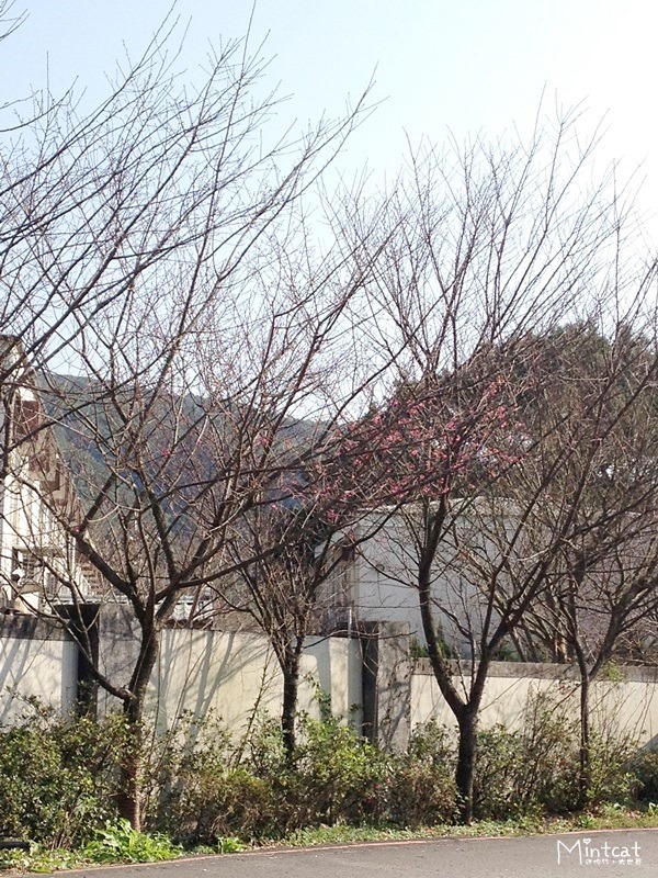 20140107-陽明山櫻花花況 (25) 20140107-陽明山櫻花花況 (25)