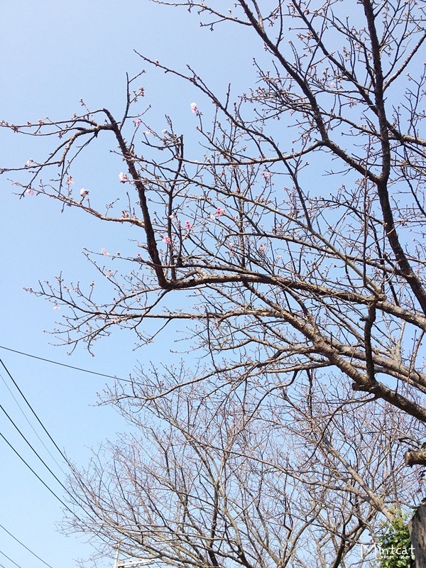 20140107-陽明山櫻花花況 (27) 20140107-陽明山櫻花花況 (27)