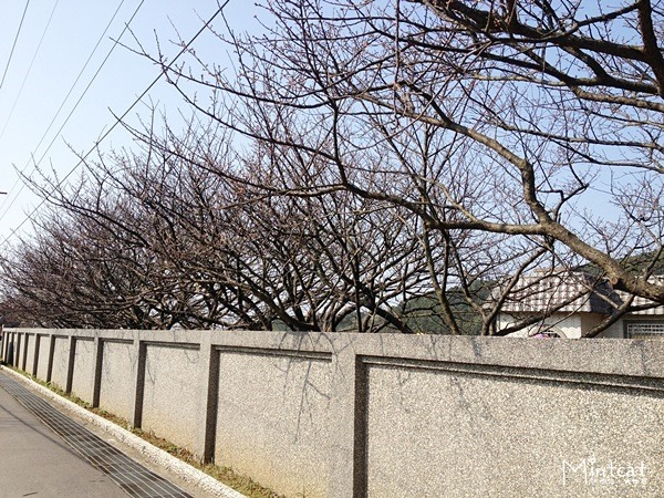 20140107-陽明山櫻花花況 (28) 20140107-陽明山櫻花花況 (28)