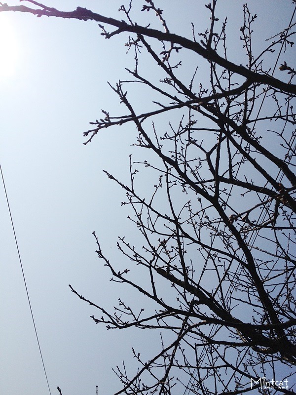20140107-陽明山櫻花花況 (29) 20140107-陽明山櫻花花況 (29)