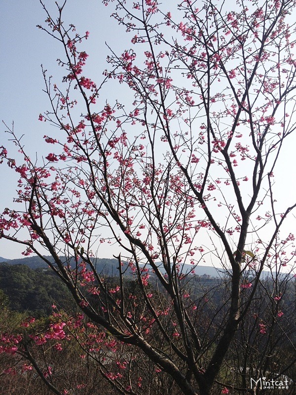 20140107-陽明山櫻花花況 (3) 20140107-陽明山櫻花花況 (3)