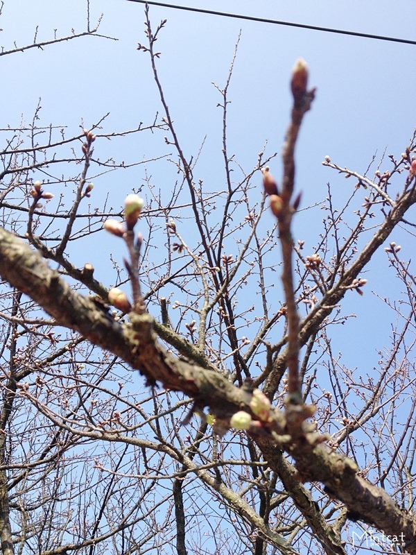 20140107-陽明山櫻花花況 (30) 20140107-陽明山櫻花花況 (30)