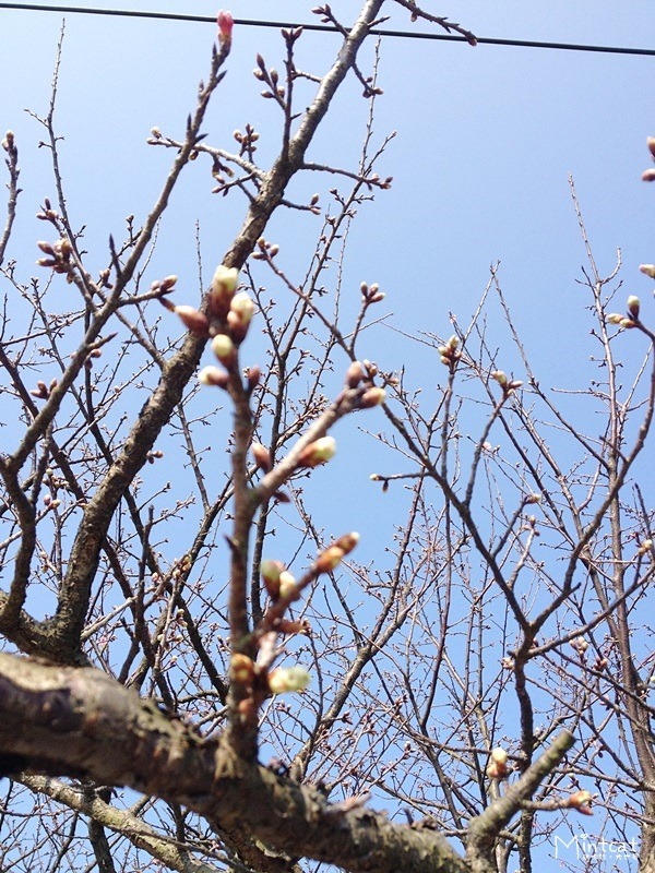 20140107-陽明山櫻花花況 (31) 20140107-陽明山櫻花花況 (31)