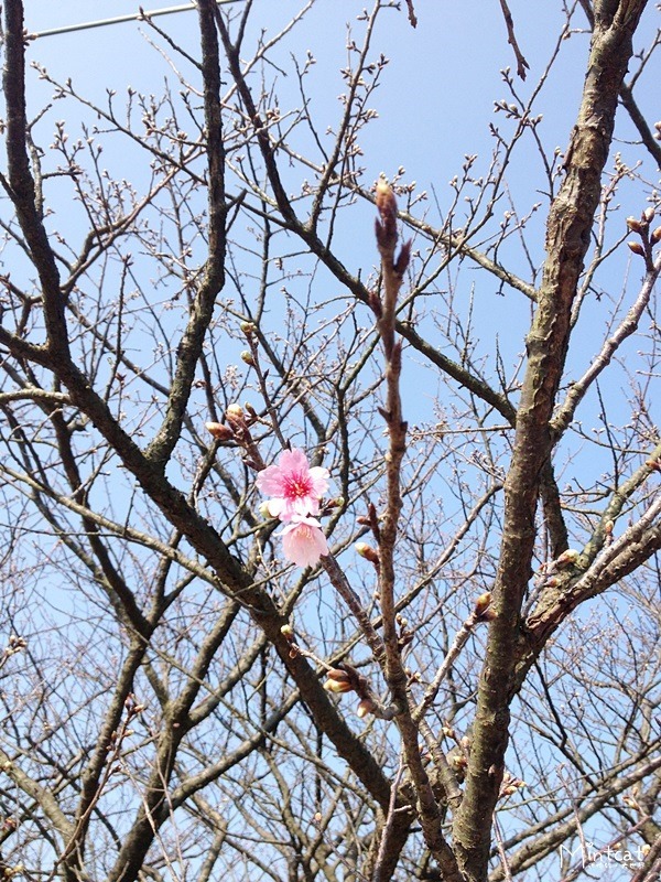 20140107-陽明山櫻花花況 (32) 20140107-陽明山櫻花花況 (32)