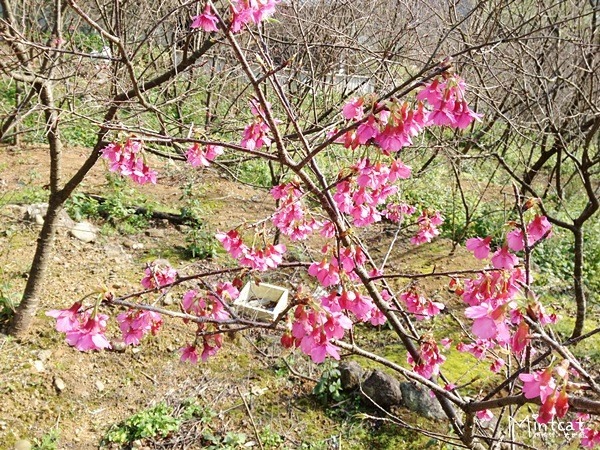 20140107-陽明山櫻花花況 (4) 20140107-陽明山櫻花花況 (4)