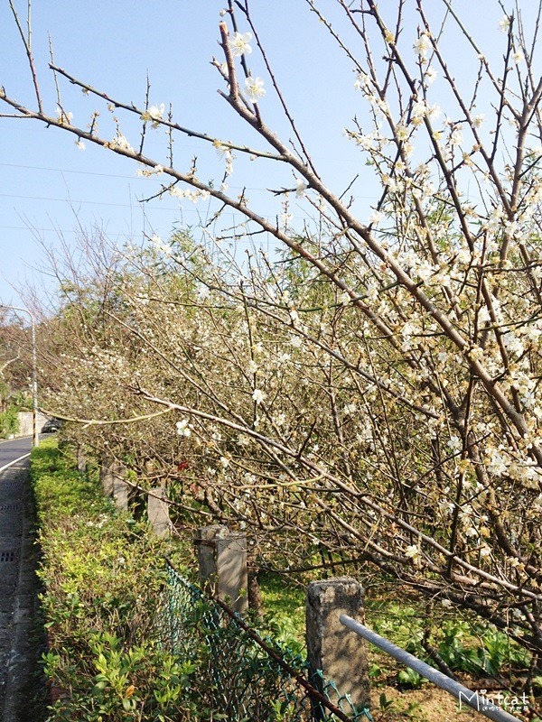 20140107-陽明山櫻花花況 (5) 20140107-陽明山櫻花花況 (5)