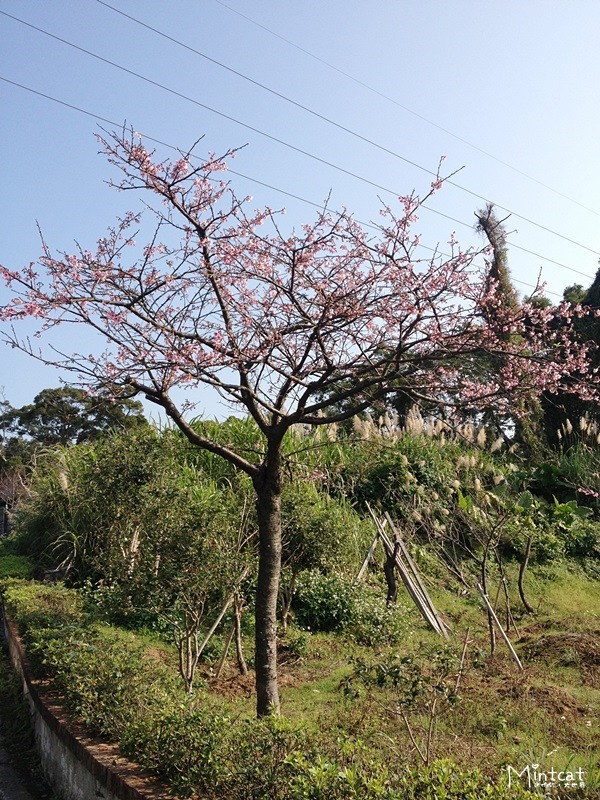 20140107-陽明山櫻花花況 (7) 20140107-陽明山櫻花花況 (7)