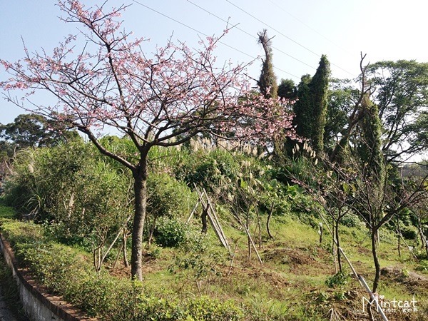 20140107-陽明山櫻花花況 (8) 20140107-陽明山櫻花花況 (8)
