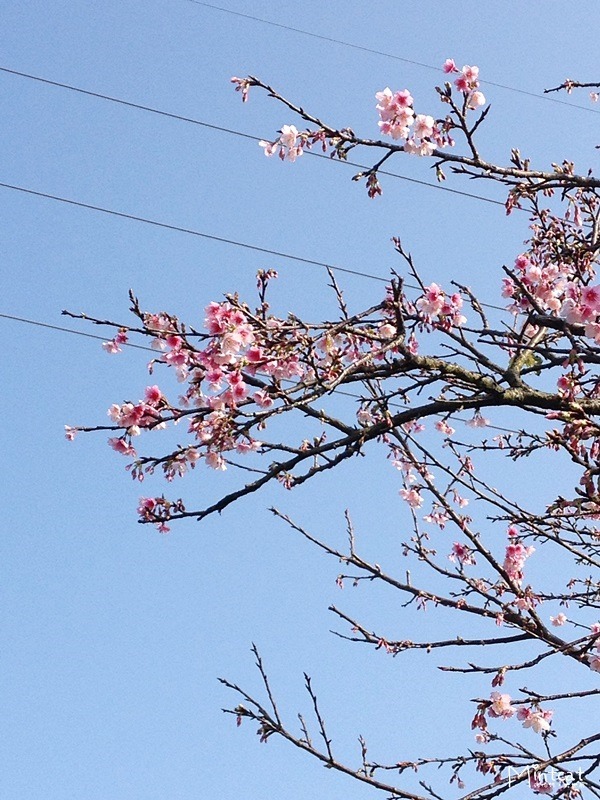 20140107-陽明山櫻花花況 (9) 20140107-陽明山櫻花花況 (9)