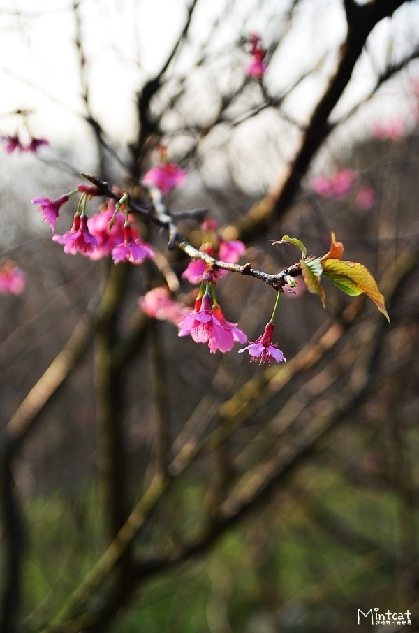DSC_2917 DSC_2917