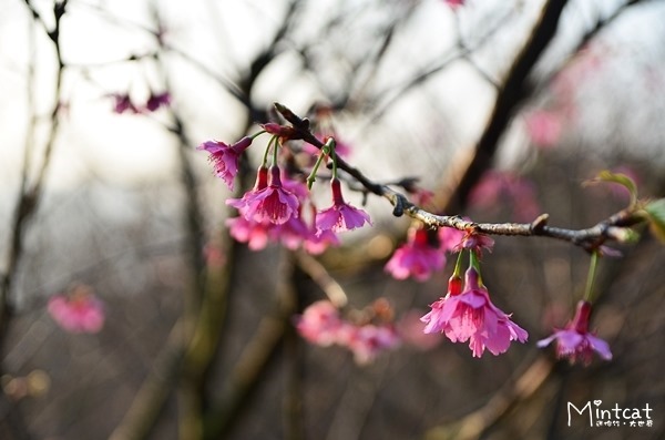 DSC_2918 DSC_2918