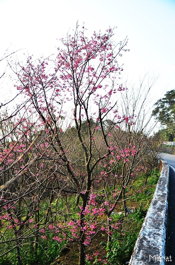 DSC_2919 DSC_2919