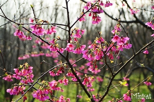 DSC_2920 DSC_2920