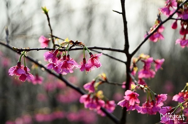 DSC_2921 DSC_2921