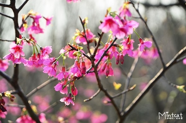 DSC_2922 DSC_2922