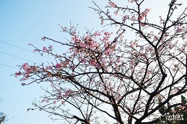 DSC_2935 DSC_2935