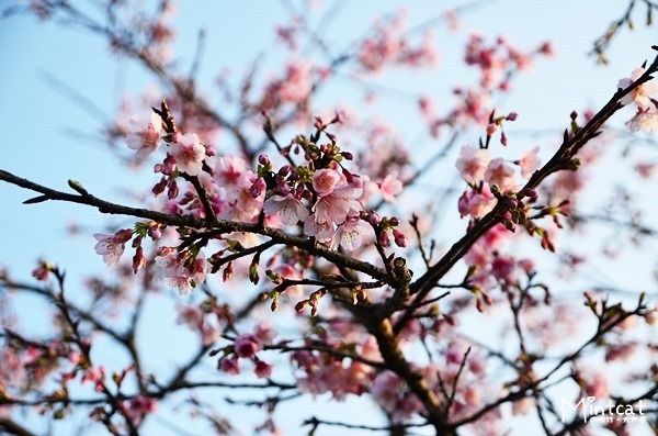 DSC_2936 DSC_2936