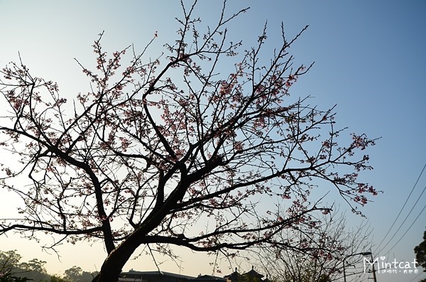 DSC_2938 DSC_2938